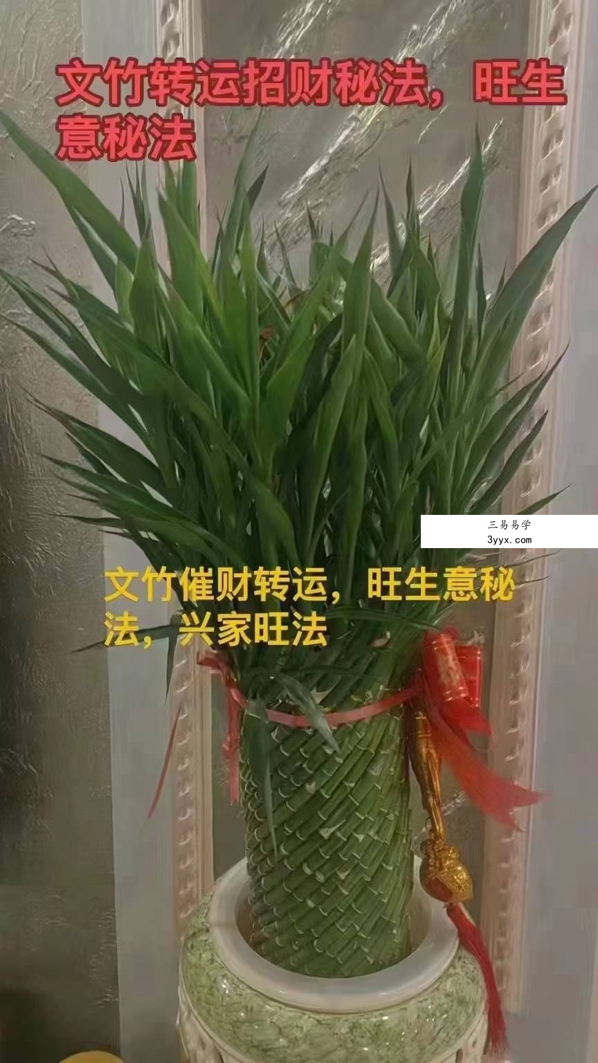 法威老师 马公宣威文竹转变法 第二期 课程封面