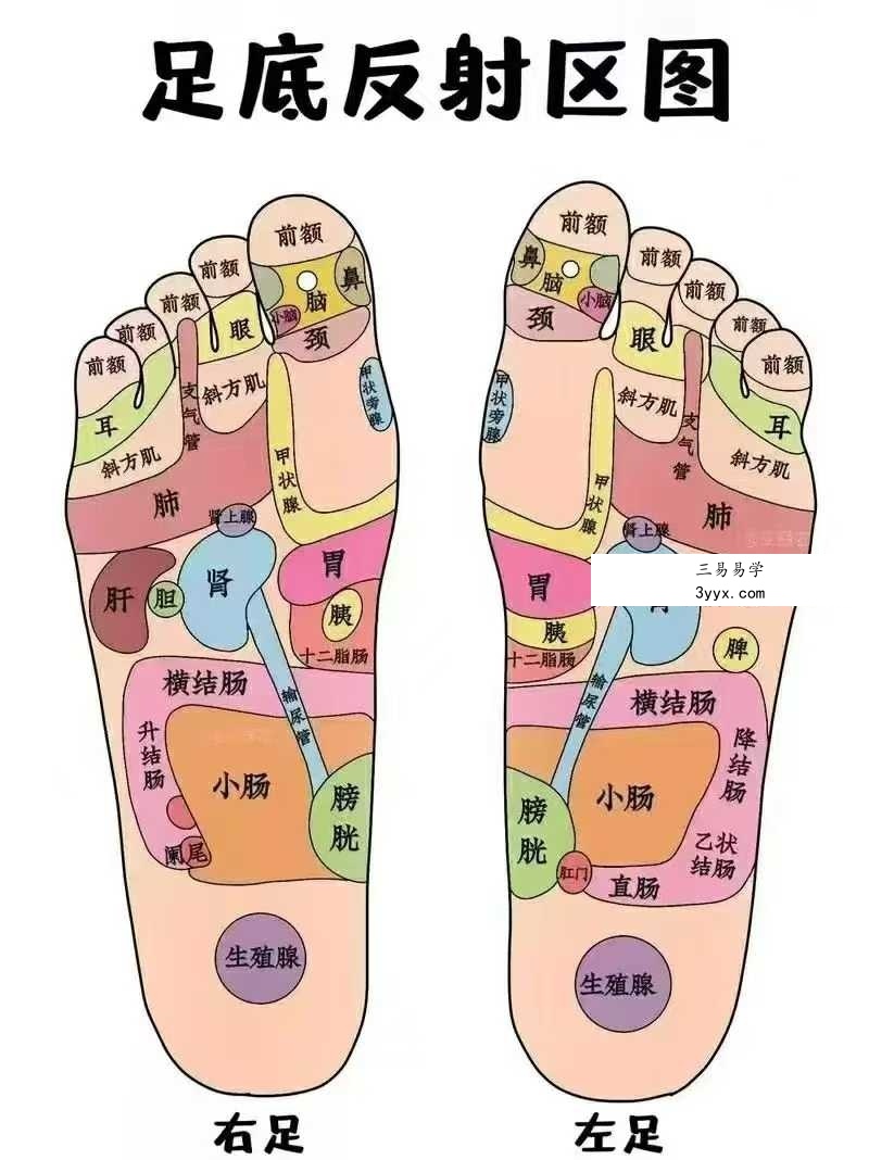 100种疾病足疗调理法 肘关节炎的足反射区治疗 100集视频 资料图片