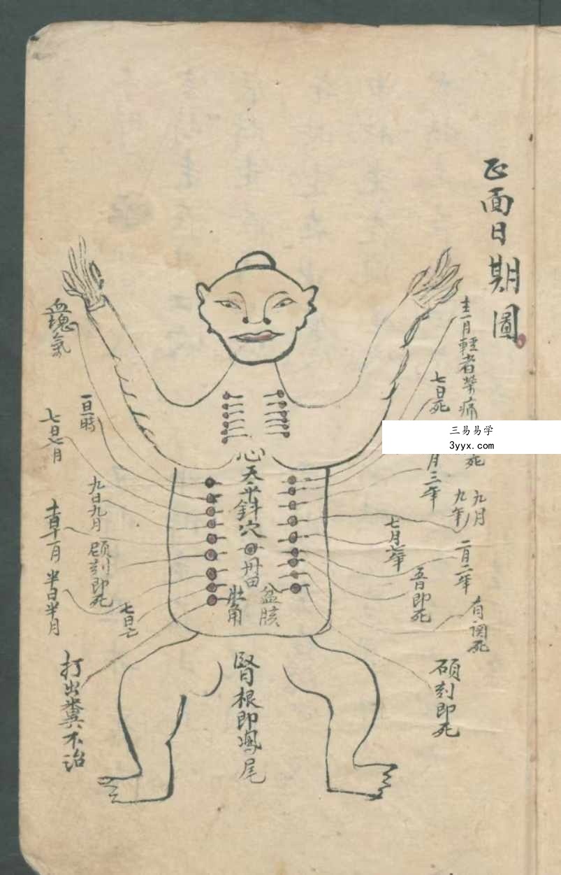 古本《华佗先师秘传》198页 切莫乱传人知也 正面图形拾八穴 资料图片