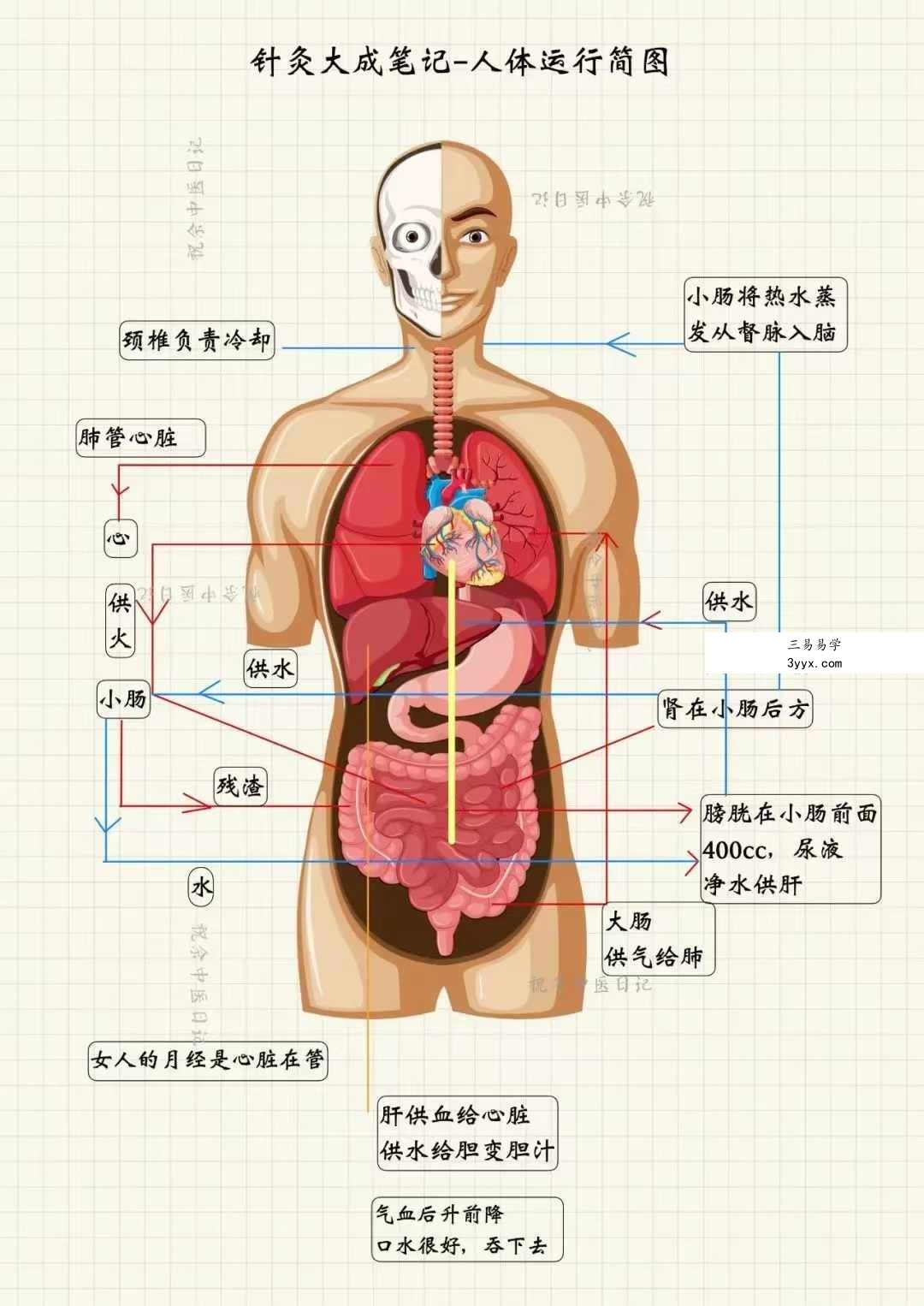 祝余《针灸大成图文笔记》68页 彩色版 资料图片