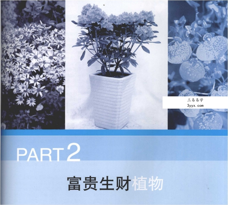 刘海涛《居家风水植物》96页 资料图片