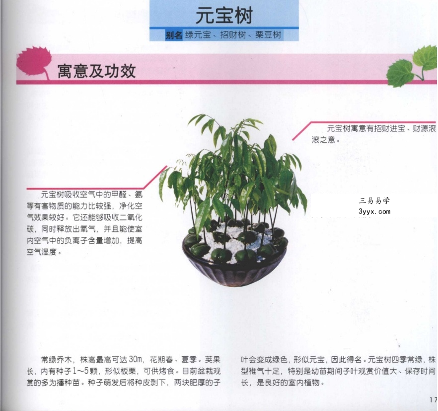 刘海涛《居家风水植物》96页 资料图片
